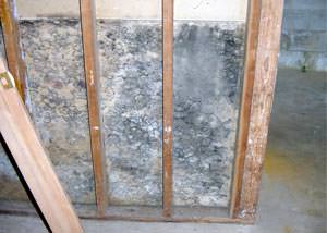 home mold removal